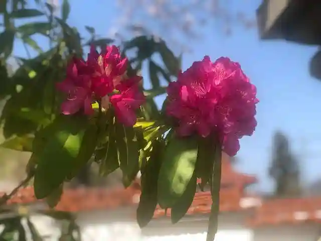 木舟山 順教寺(広島県)
