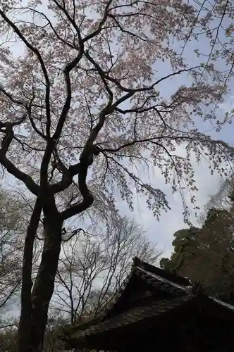 勝持寺（花の寺）(京都府)