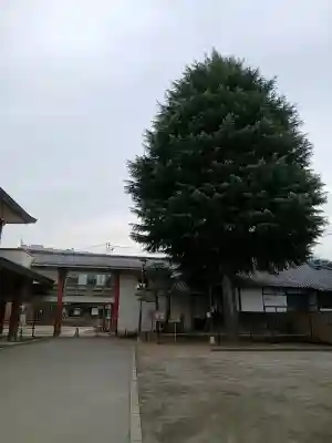 新井薬師（梅照院）の{uncategorized: "未分類", other: "その他", undefined: "問題あり", building: "その他建物", grave: "お墓", sacred_gate: "鳥居", guardian: "狛犬", statue: "像", buddha: "仏像", history: "歴史", nature: "自然", garden: "庭園", animal: "動物", pagoda: "塔", temizu: "手水舎", mountain_gate: "山門・神門", sanctuary: "本殿・本堂", subordinate: "末社・摂社", art: "芸術", scenery: "景色", jizo: "地蔵", ema: "絵馬", goshuin: "御朱印", omikuji: "おみくじ", items: "授与品その他", amulet: "お守り", goshuincho: "御朱印帳", eats: "食事", festival: "お祭り", votive_dance: "神楽", shichigosan: "七五三参", wedding: "結婚式", experience: "体験その他", initially: "初詣", around: "周辺", anti_infection: "感染症対策"}