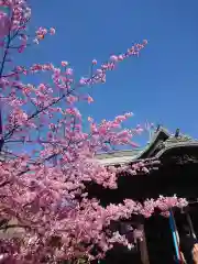 桜神宮(東京都)