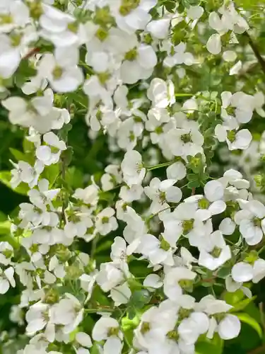 六孫王神社の自然