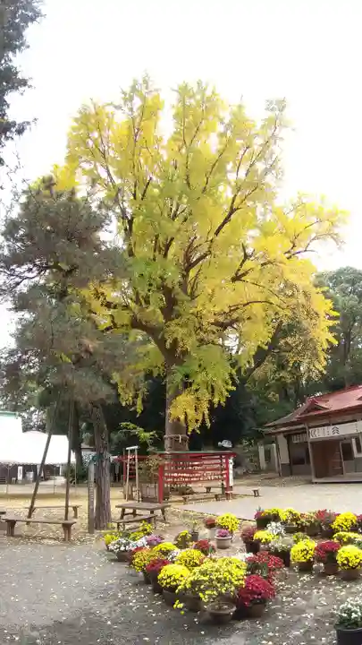 平塚八幡宮(神奈川県)