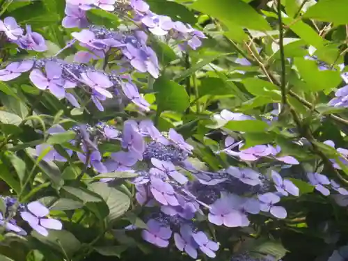 荏柄天神社の自然
