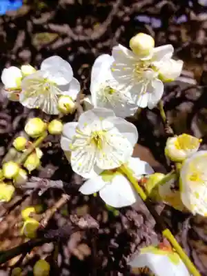 松應寺(東京都)