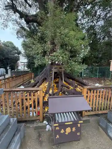 和泉國一之宮　大鳥大社(大阪府)