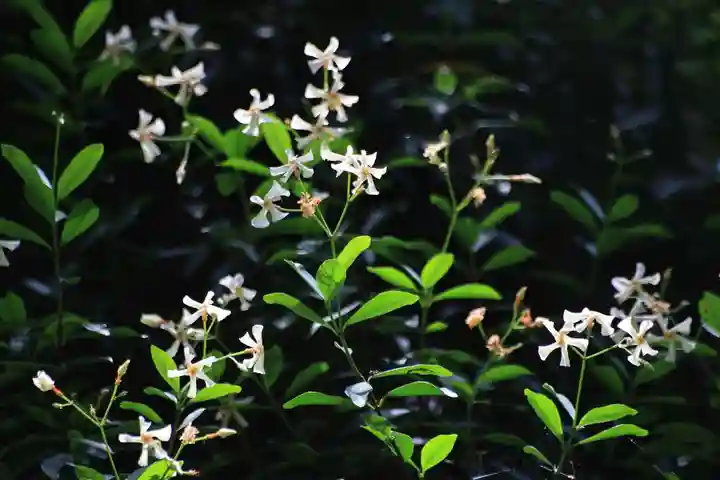 鹿島大神宮の自然