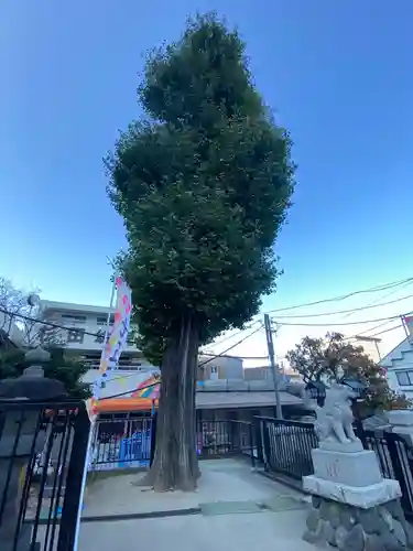 杉田八幡神社（杉田八幡宮）の自然