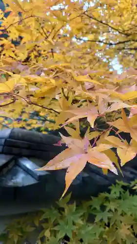 宝勝山　南藏院   蓮光寺の自然