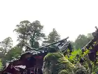 箱根神社の狛犬