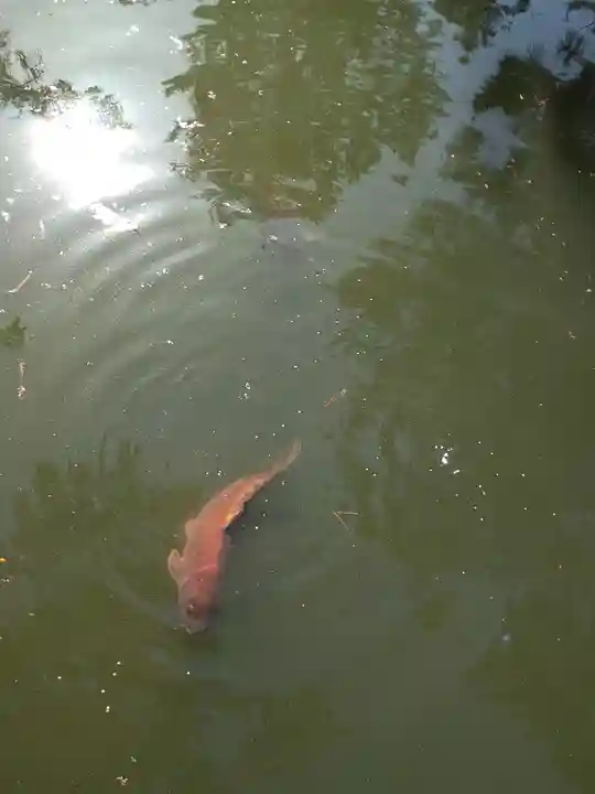 備中国總社の動物