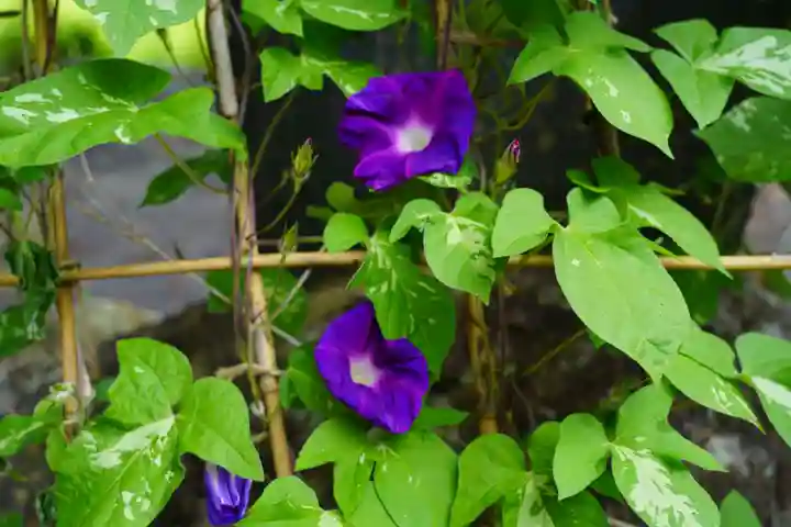 高司神社〜むすびの神の鎮まる社〜の自然