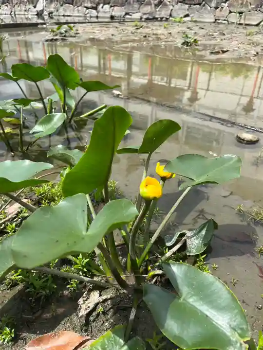 杭全神社(大阪府)