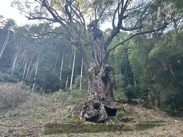 武雄神社の{uncategorized: "未分類", other: "その他", undefined: "問題あり", building: "その他建物", grave: "お墓", sacred_gate: "鳥居", guardian: "狛犬", statue: "像", buddha: "仏像", history: "歴史", nature: "自然", garden: "庭園", animal: "動物", pagoda: "塔", temizu: "手水舎", mountain_gate: "山門・神門", sanctuary: "本殿・本堂", subordinate: "末社・摂社", art: "芸術", scenery: "景色", jizo: "地蔵", ema: "絵馬", goshuin: "御朱印", omikuji: "おみくじ", items: "授与品その他", amulet: "お守り", goshuincho: "御朱印帳", eats: "食事", festival: "お祭り", votive_dance: "神楽", shichigosan: "七五三参", wedding: "結婚式", experience: "体験その他", initially: "初詣", around: "周辺", anti_infection: "感染症対策"}