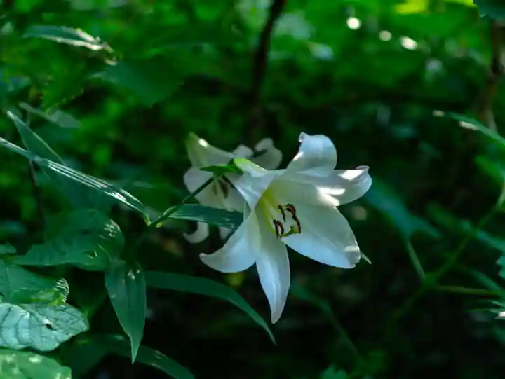 白山比咩神社 奥宮(石川県)