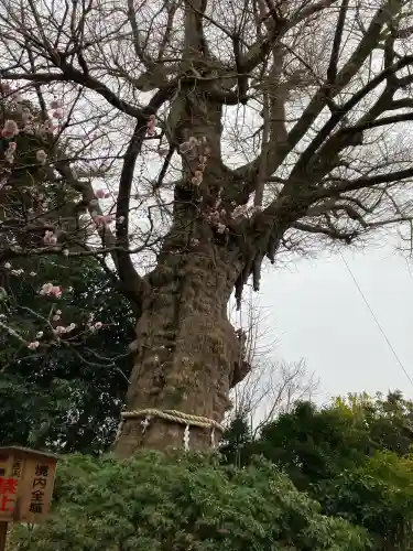 荏柄天神社の{uncategorized: "未分類", other: "その他", undefined: "問題あり", building: "その他建物", grave: "お墓", sacred_gate: "鳥居", guardian: "狛犬", statue: "像", buddha: "仏像", history: "歴史", nature: "自然", garden: "庭園", animal: "動物", pagoda: "塔", temizu: "手水舎", mountain_gate: "山門・神門", sanctuary: "本殿・本堂", subordinate: "末社・摂社", art: "芸術", scenery: "景色", jizo: "地蔵", ema: "絵馬", goshuin: "御朱印", omikuji: "おみくじ", items: "授与品その他", amulet: "お守り", goshuincho: "御朱印帳", eats: "食事", festival: "お祭り", votive_dance: "神楽", shichigosan: "七五三参", wedding: "結婚式", experience: "体験その他", initially: "初詣", around: "周辺", anti_infection: "感染症対策"}