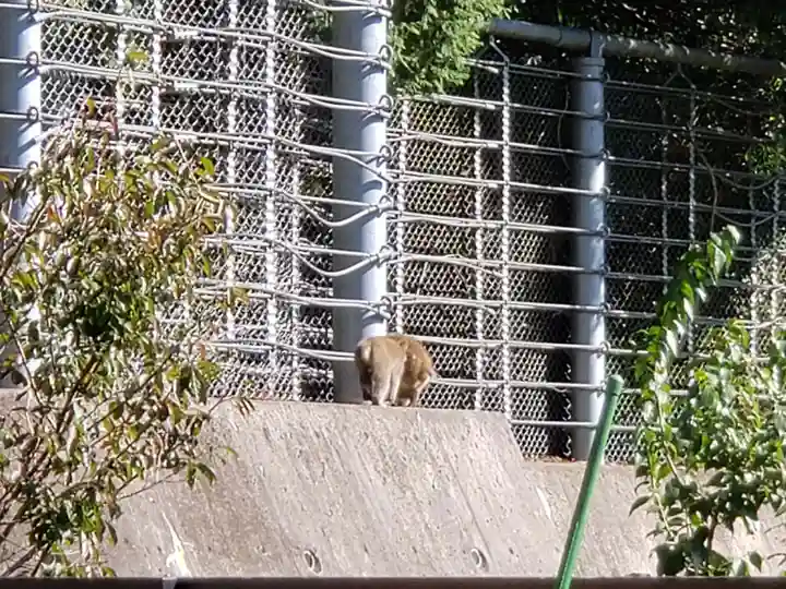 宇都宮神社(白岩町)の動物