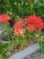 勝念寺（かましきさん）(京都府)