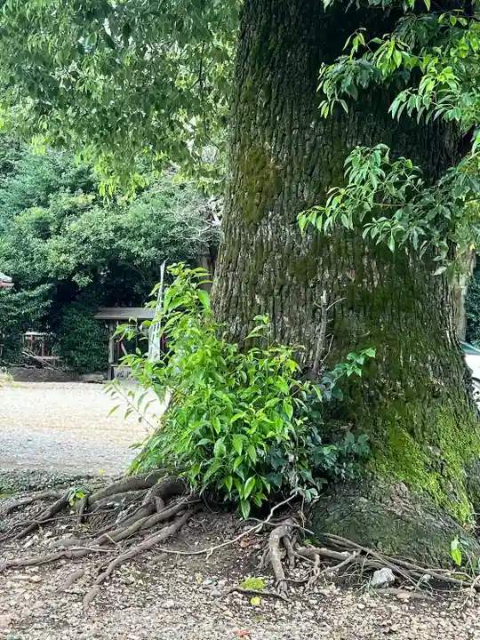 手力雄神社(岐阜県)