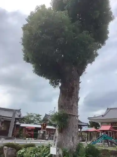 乙津寺　（鏡島弘法）の庭園