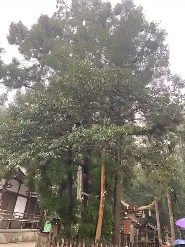 大神神社の自然