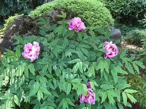 東長谷寺　薬王院の自然