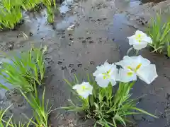 天台宗　長窪山　正覚寺の自然