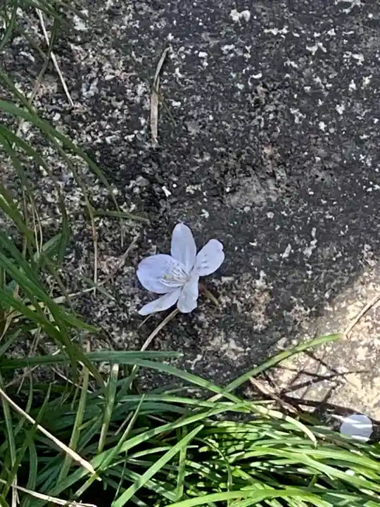 岩屋寺(京都府)
