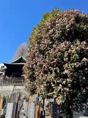 養国寺(東京都)