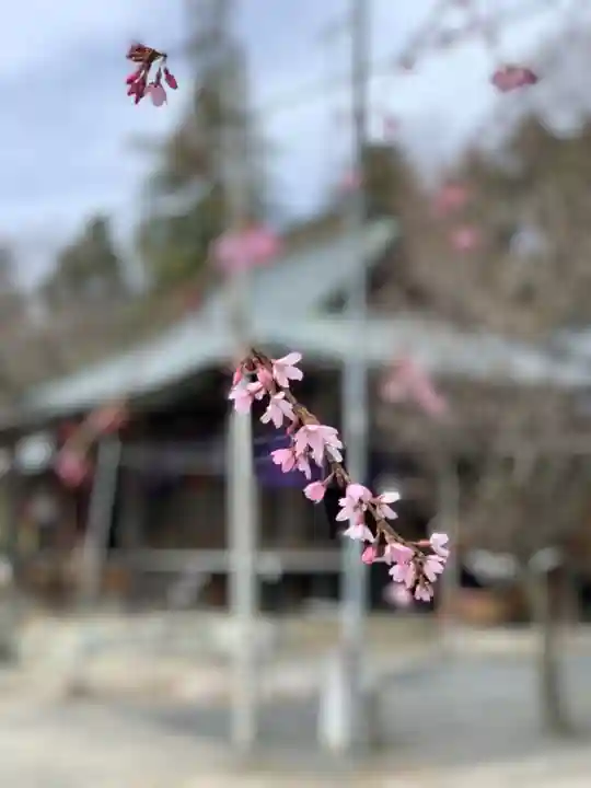 賀茂別雷神社の自然