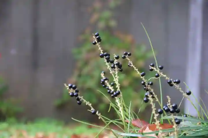 愛宕神社の自然