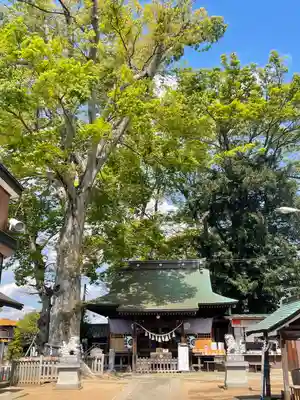 守谷総鎮守 八坂神社の本殿・本堂
