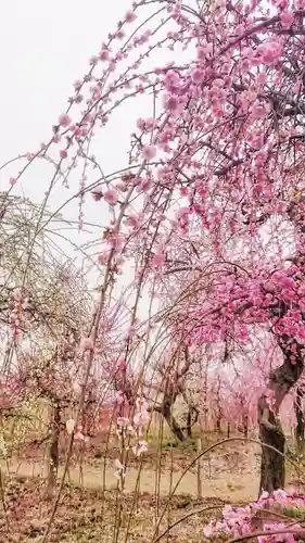 尾張大國霊神社（国府宮）の自然