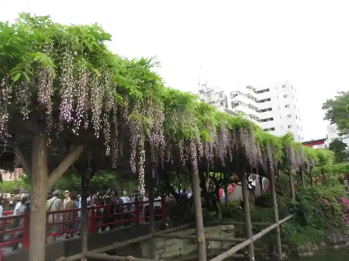 亀戸天神社(東京都)