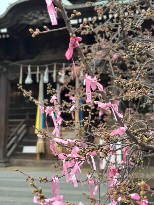 桜神宮(東京都)