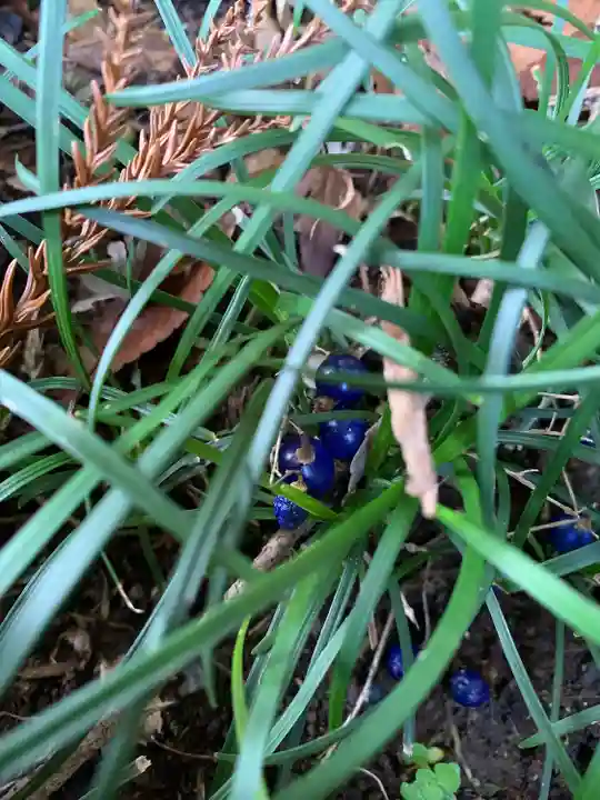 手子后神社の自然