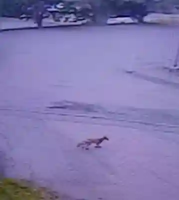 白狐山光星寺(山形県)