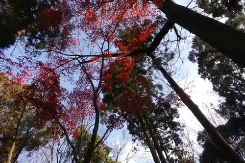 星田妙見宮の自然