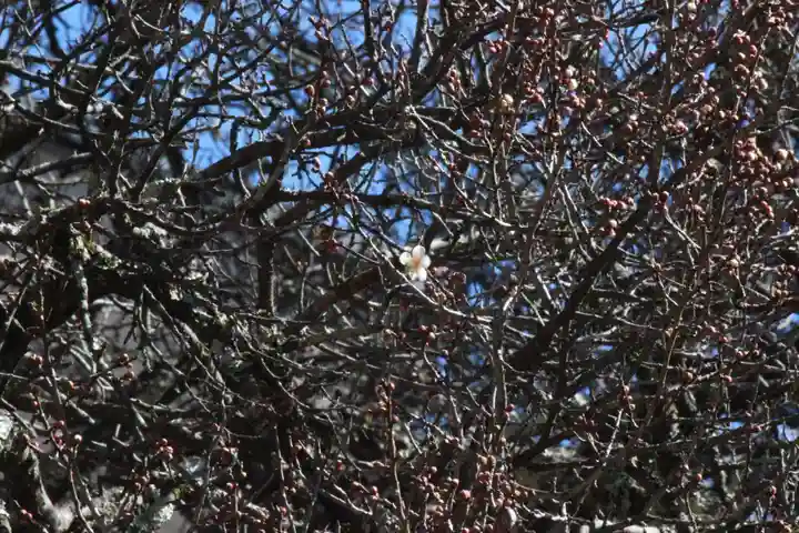 国宝 大法寺の自然