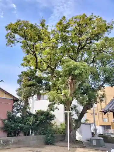 恵比須神社(徳島県)