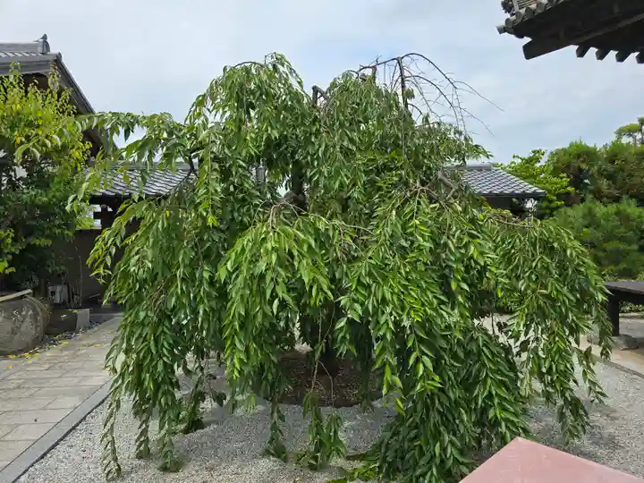 額安寺(奈良県)