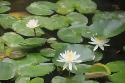 高屋敷稲荷神社の庭園