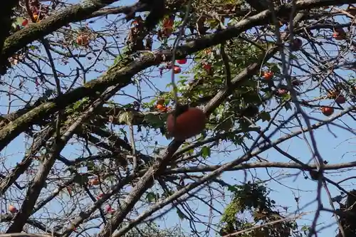 檜原神社（大神神社摂社）の自然