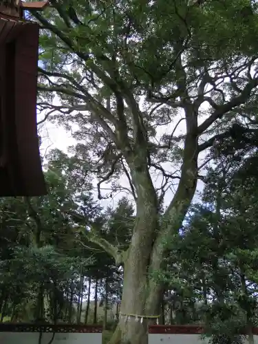 妻垣神社の建物その他