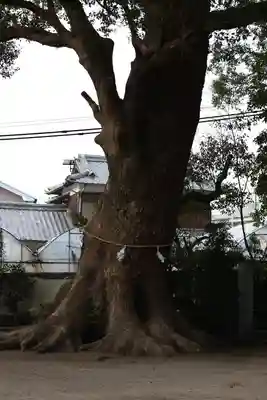 諏訪神社(長崎県)