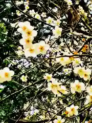 大宮神社の自然