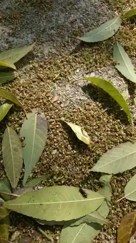 阿邪訶根神社の自然