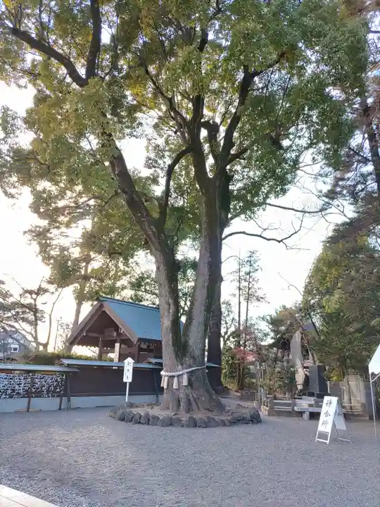 玉村八幡宮(群馬県)