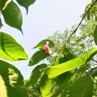 彌彦神社 (伊夜日子神社)の自然