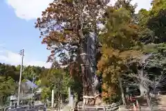 大國魂神社の自然