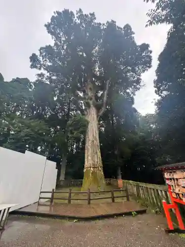 霧島神宮(鹿児島県)